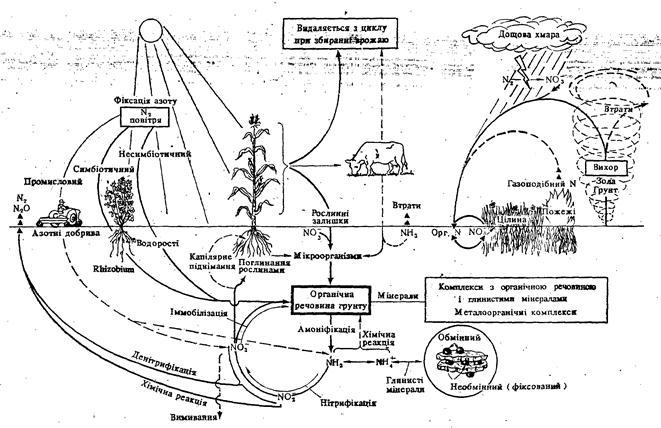 Круговорот веществ в агроценозе. Агроценоз схема. Круговорот веществ и энергии в агроценозе. Схема питания агроценоза.
