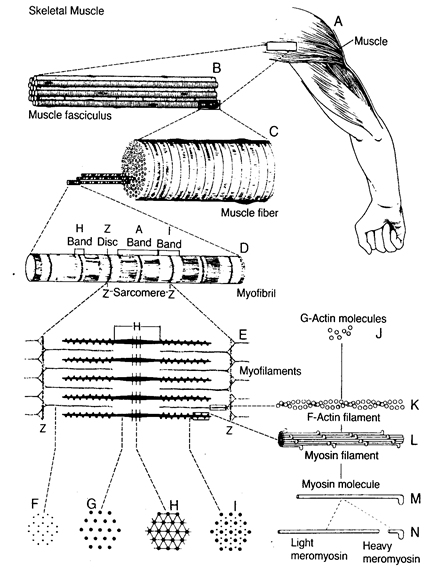На рисунке изображены пучок мышечных волокон скелетной мышцы