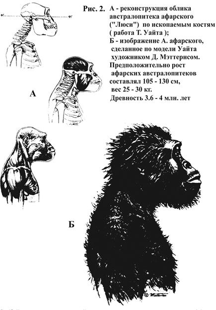 Схема предков