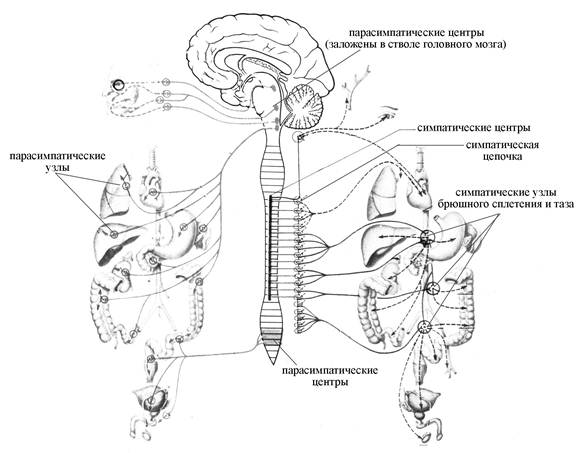 Схема эфферентной иннервации