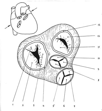Рисунок клапаны сердца анатомия