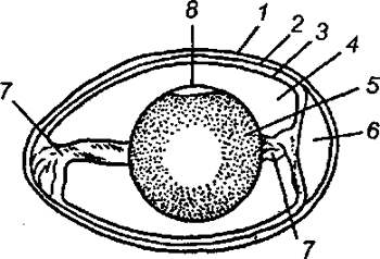 Строение куриного яйца рисунок с подписями