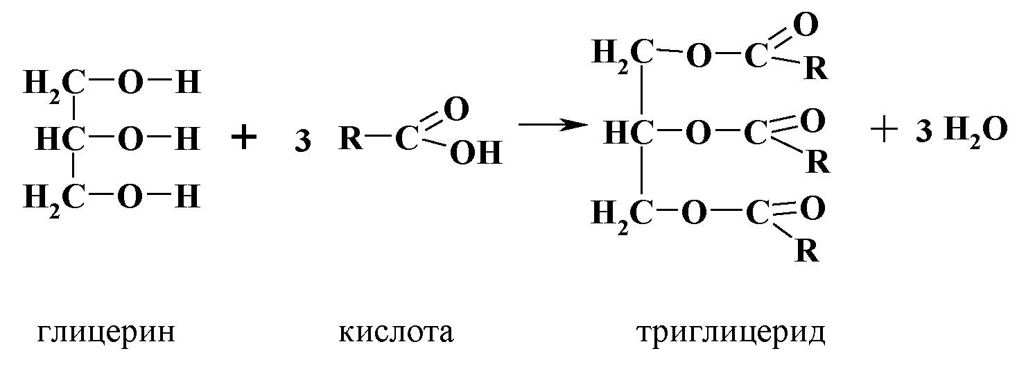 Жир олеиновой кислоты формула. Триглицериды масляной кислоты. Триглицериды масляной кислоты получение. Образование триглицеридов реакция. Реакции получение триглицеридов.