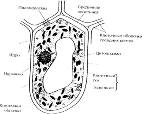запасающая ткань растений. лейкопласты микрофотография. строение крахмального зерна. крахмальные зерна кукурузы под микроскопом. паренхима округлые изодиаметрические клетки.