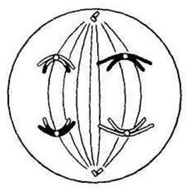 Рисунок анафазы 1 мейоза. Рисунок анафазы 1 мейоза. Анафаза 2 мейоза схема. Метафаза анафаза 1. Метафаза анафаза 1.