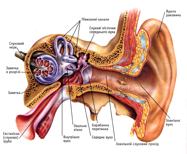 Ear anatomy stock vector. Illustration of canalis, cartilage - 77856157
