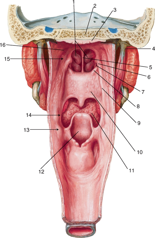 Глотка имеет стенки. Анатомия гортани надгортанник. Задняя стенка ротоглотки анатомия. Трубно глоточная складка анатомия. Носоглотка надгортанник.