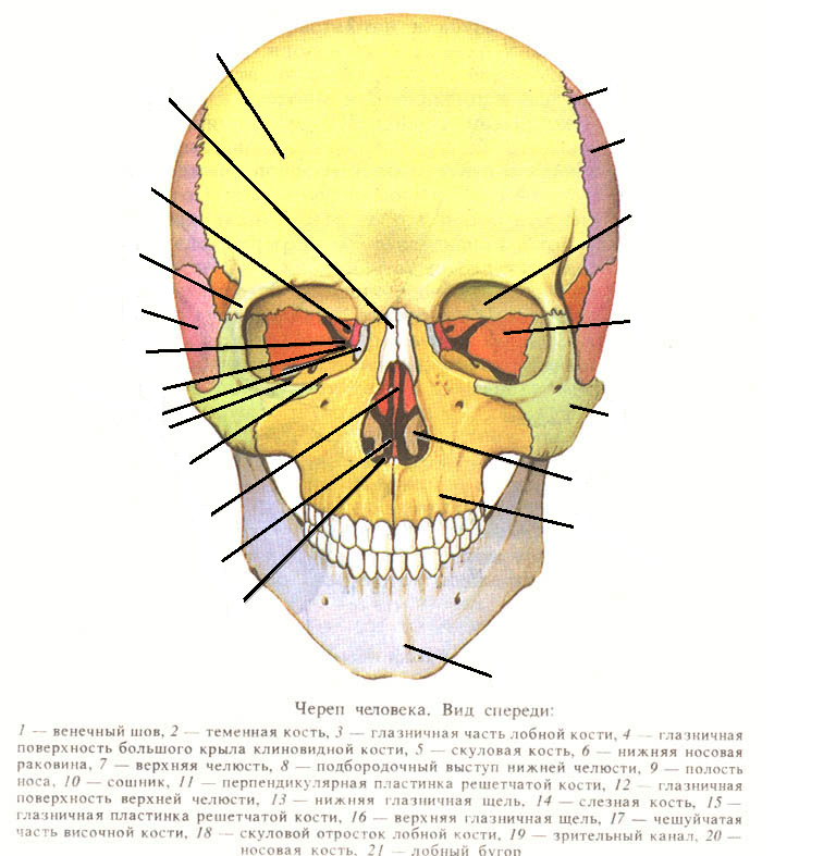 Полости лицевого черепа. Сошник анатомия человека кости черепа. Сошник кость черепа анатомия. Нижняя носовая раковина, сошник ,носовая кость. Череп человека анатомия сошник.