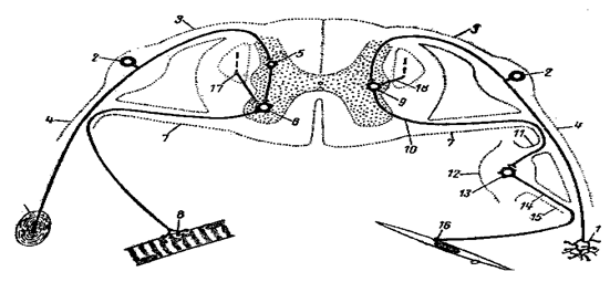 Структура сложной рефлекторной дуги это. Сегменты рефлекторной дуги. Рефлекторная дуга сосательного рефлекса. Схема рефлекторной дуги спинальных рефлексов. 5 отделов рефлекторной дуги.