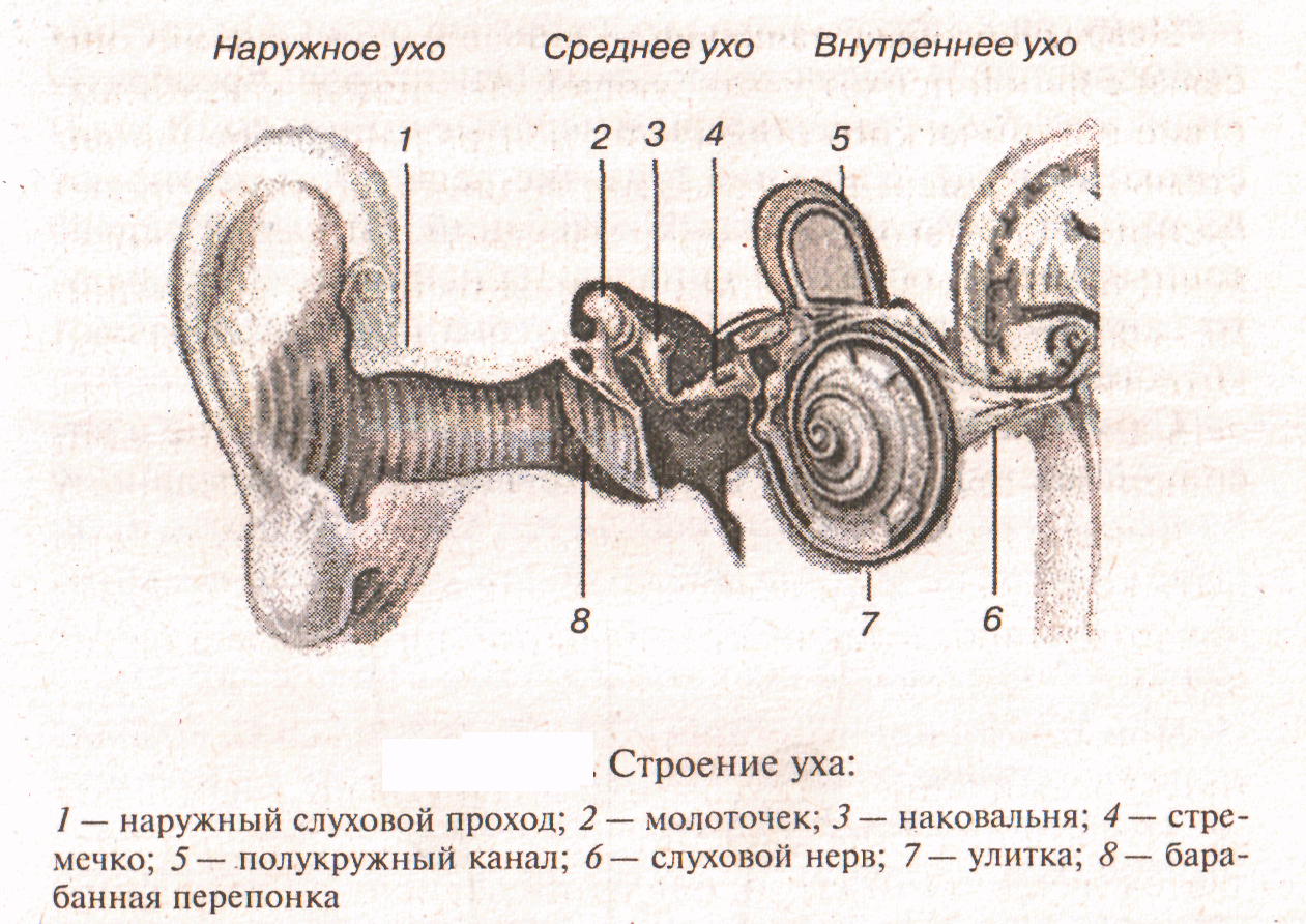 Наружное ухо среднее ухо внутреннее ухо строение