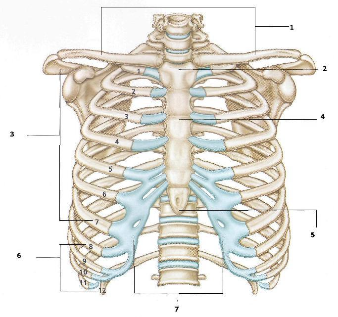 Анатомия скелет грудной клетки ребра Грудина. Анатомия ребер грудной клетки. Анатомия хрящей грудной клетки. Грудная клетка с ребрами и грудиной. Нижние края ребер