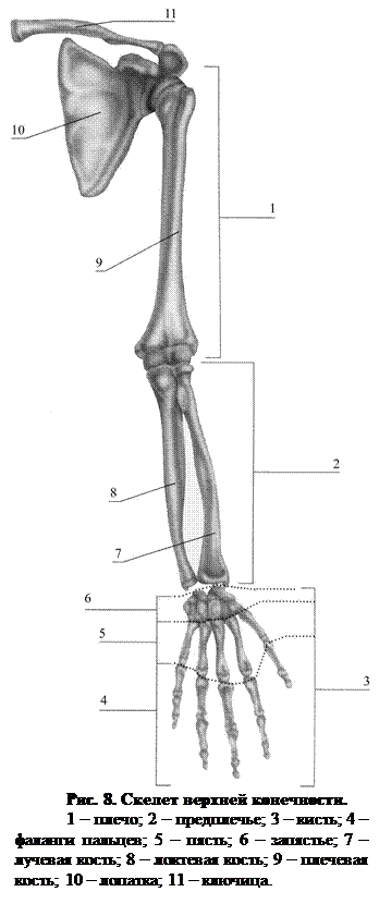 Скелет верхних конечностей лопатка. Остеология верхней конечности. Остеология скелет верхней конечности. Лопатка и лучевая кость. Скелет руки с лопаткой.