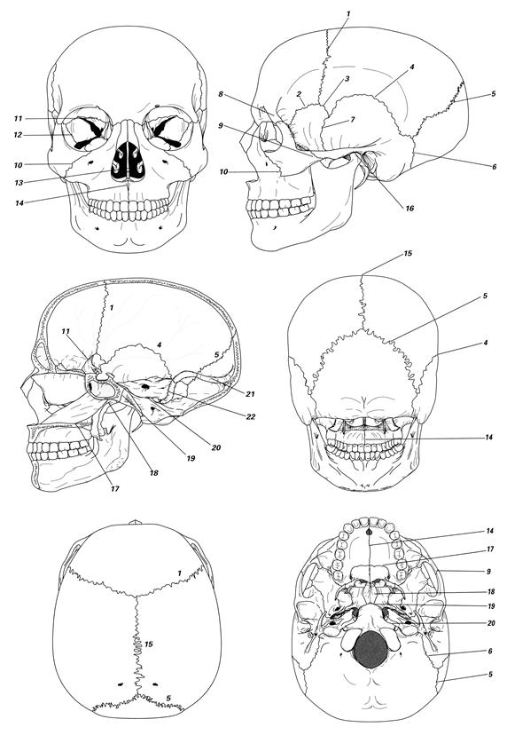 Череп схема анатомия