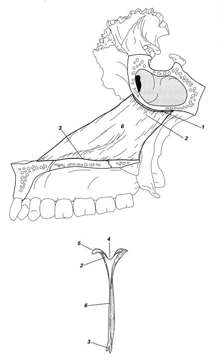 Сошник кость. Сошник кость анатомия. Шиндилезы клиновидная сошник. Сошник кость анатомия строение. Кости черепа сошник.