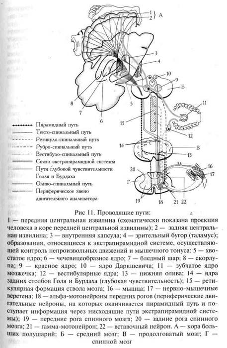 Пучок голля и бурдаха схема
