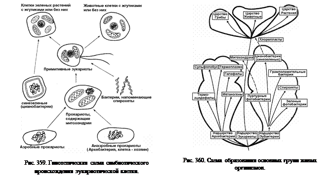 Инвагинационная теория происхождения эукариотических клеток. Эволюция клетки схема. Симбиотическая гипотеза происхождения эукариот. Схема симбиотического возникновения эукариот. Появление эукариотических организмов