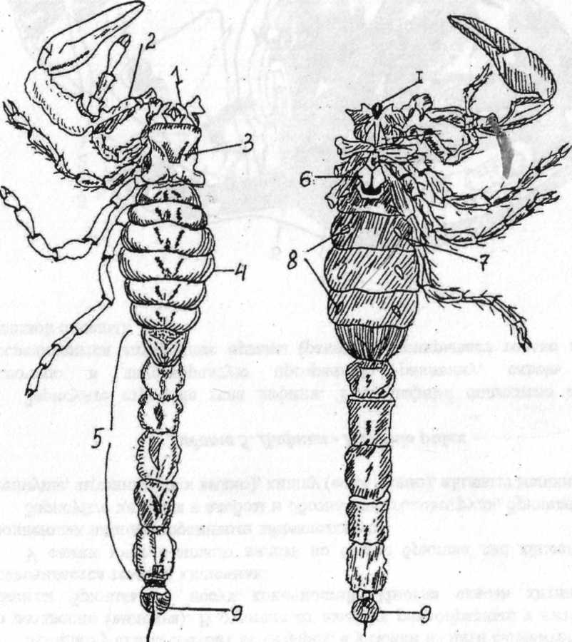 Цикл развития клопа солдатика. Пестрый скорпион строение. Внешнее и внутреннее строение скорпионов. Внешнее строение скорпиона. Buthus eupeus строение.