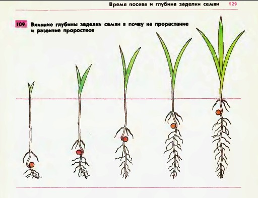 От чего зависит глубина семян