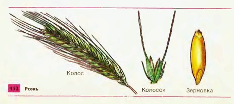 Рисунок растения из которого получают зерно