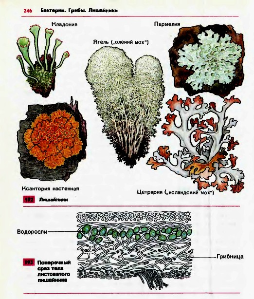 Лицедея лишайник рисунок