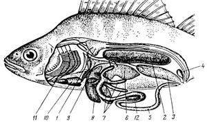 Роль кислорода в жизнедеятельности рыб – АГРАРИЙ