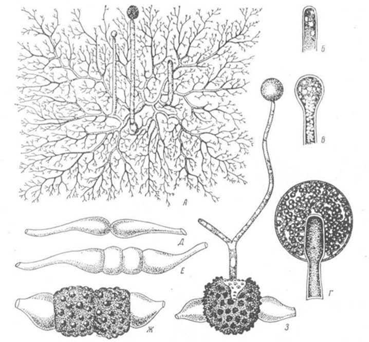 Простейшие водоросли грибы