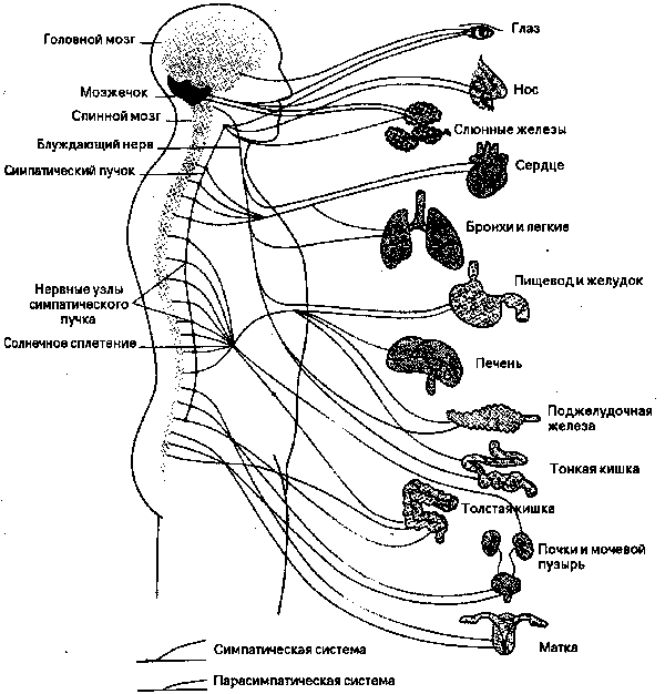 Ядра симпатического отдела. Нервная система человека схема симпатическая и парасимпатическая. Вегетативная нервная система анатомия схема. Парасимпатический отдел вегетативной нервной системы схема. Парасимпатическая вегетативная нервная система схема.