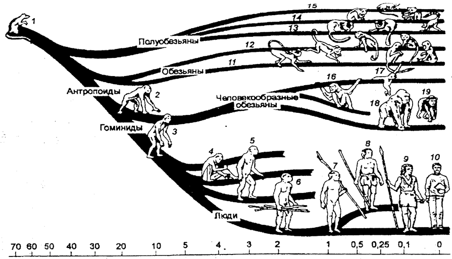 Этапы эволюции схема. Эволюционное Древо человека. Эволюционное Древо приматов. Общая схема эволюции приматов. Древо эволюции Дарвина.
