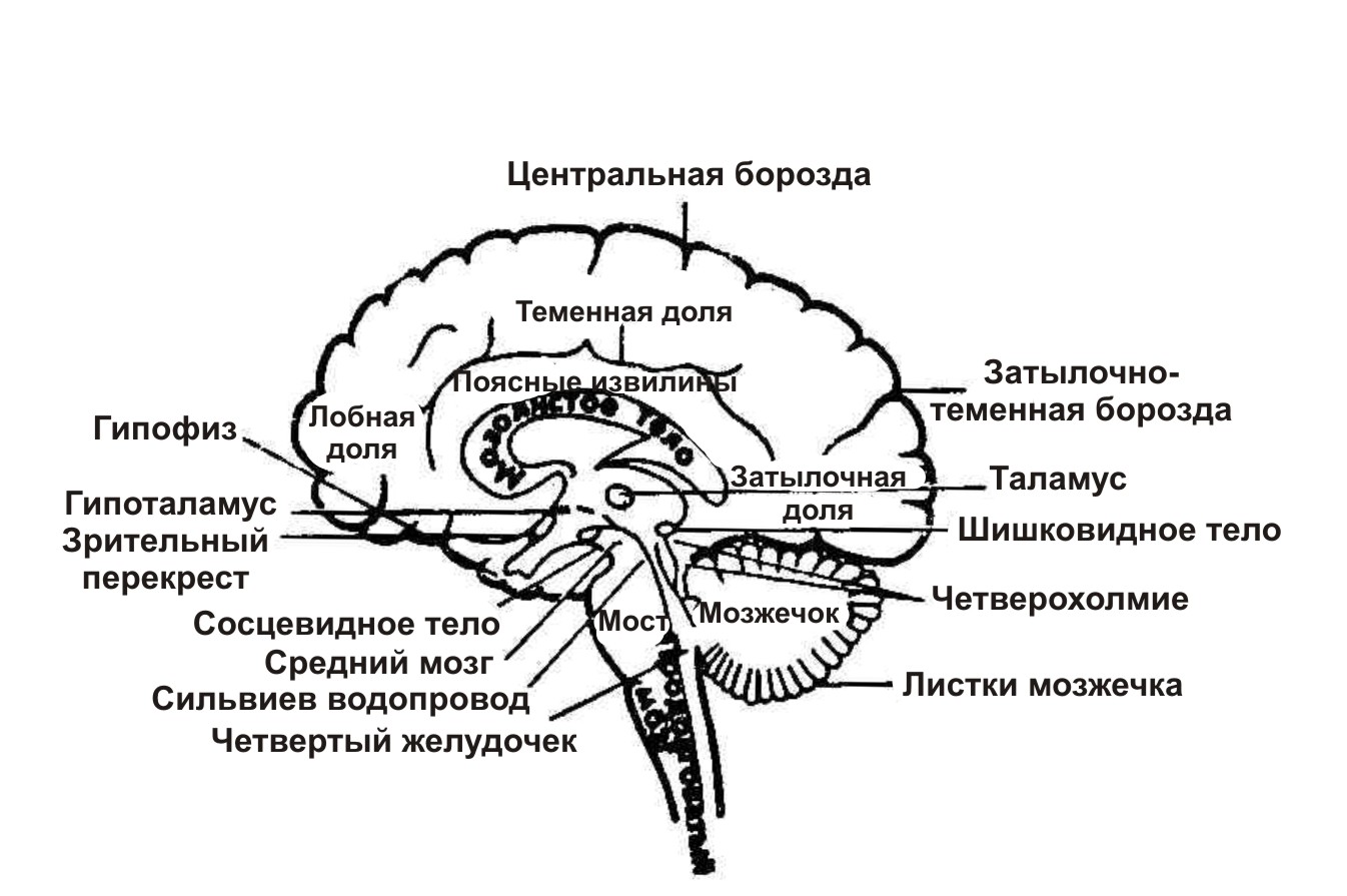 Нервная система головной мозг схема