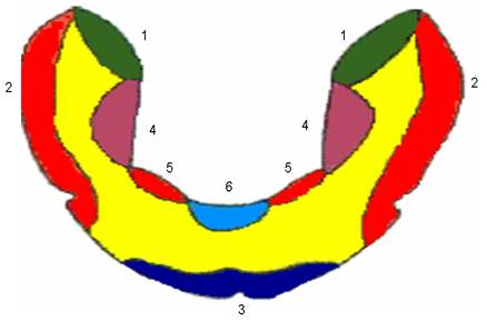 Припасовка индивидуальной ложки на верхней челюсти проводят по следующему плану