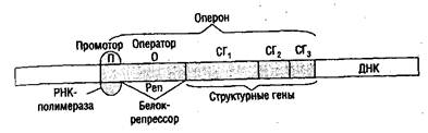 Промотор рнк полимеразы 2. Строение оперона прокариот. Схема строения оперона у прокариот. Структурные элементы оперона. Схема оперона прокариот.