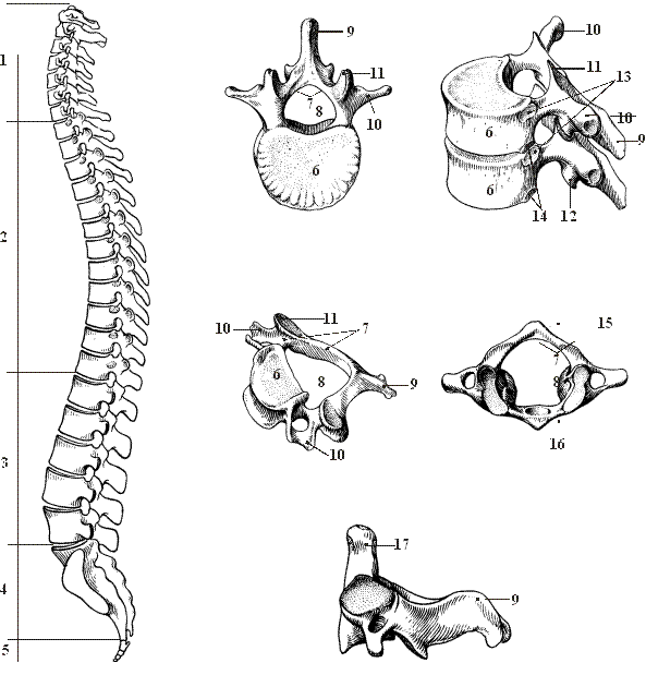 Позвоночный столб картинка
