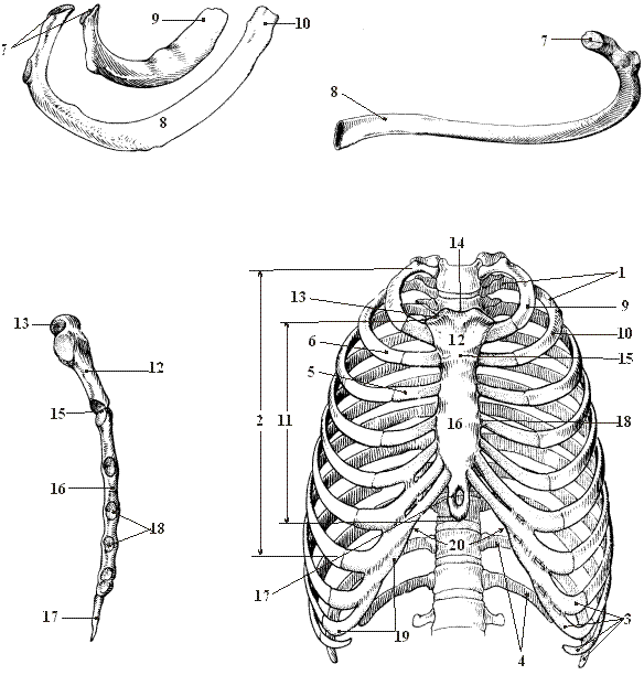 Ребро отдел скелета. Грудная клетка с ребрами и грудиной. Анатомия ребер грудной клетки. Грудная клетка Грудина и ребра анатомия. Грудная клетка анатомия человека вид спереди.
