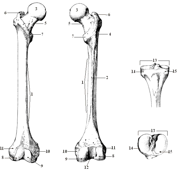 Сколько костей в бедре. Бедренная кость это берцовая кость. Бедренная кость анатомия Синельников. Свободная нижняя конечность бедренная кость. Бедренная кость дистальный конец.