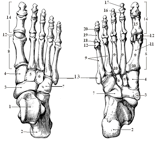 Кости стопы анатомия. Скелет человека кости стопы. Левая стопа кости анатомия. Кости стопы вид снизу. Кости подошвы