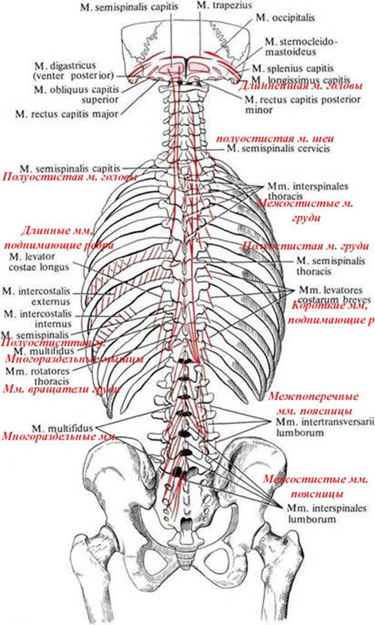Longus capitis мышца