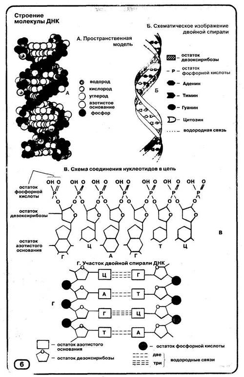 Структуры молекулы днк установили. Схема строения участка молекулы ДНК. Структура молекулы ДНК схема. Схематическое строение ДНК. Строение нуклеотида молекулы ДНК.