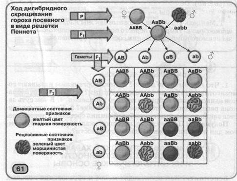 Схема промышленного скрещивания