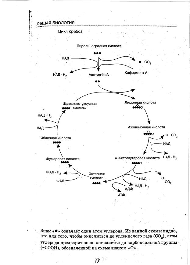 Синтез атф цикл кребса. Цикл Кребса пировиноградная кислота. Цикл Кребса схема с АТФ. Цикл Кребса ЕГЭ биология.