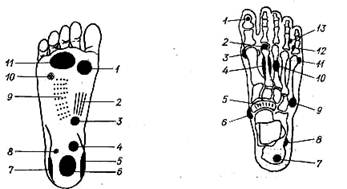 Сесамовидные кости стопы схема