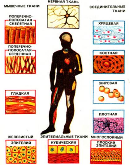 Соединительная ткань человека таблица. Ткани тела человека соединительная ткань. Основные типы тканей в организме человека. Ткани эпителиальная соединительная мышечная нервная рисунки.