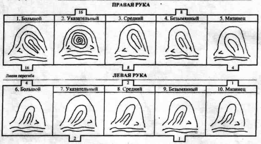 Типы папиллярных узоров