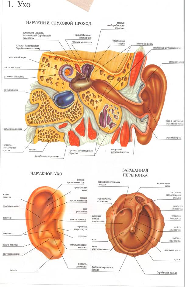 Ушной латинский. Строение ушной раковины анатомия латынь. Ушной латинский. Анатомическая структура среднего уха. Слуховые ощущения.