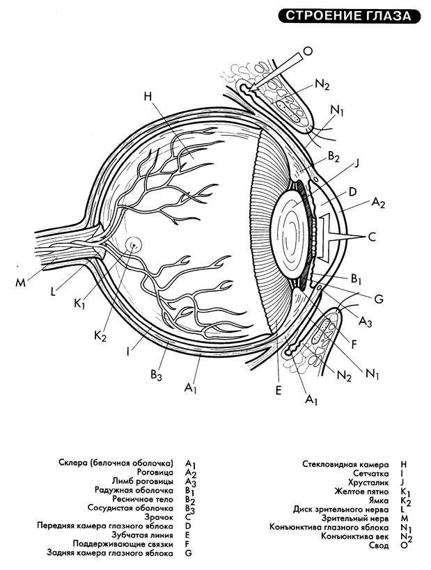 Сетчатка сосудистая оболочка склера. Схема строения глаза анатомия. Схема глазного яблока глаза. Строение оболочек глазного яблока. Схема строения оболочек глазного яблока.