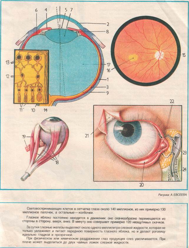 Глазные яблоки расположены в парных углублениях черепа. Части глазного яблока. Глазное яблоко анатомия. Составные части глазного яблока.