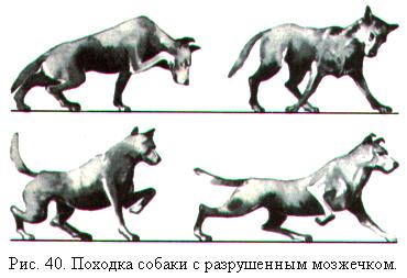 эдвард майбридж движение кошки. иноходь у собак схема. бегущая собака референс вид спереди рисунок. собачья походка. референс походки собаки.