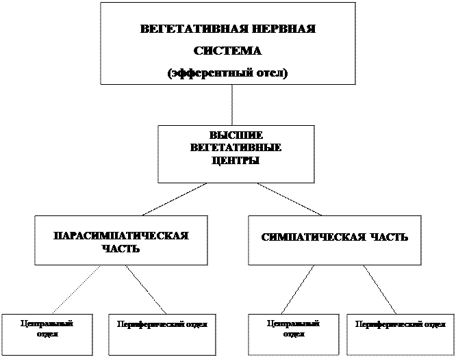 Высшие вегетативные центры и их функции