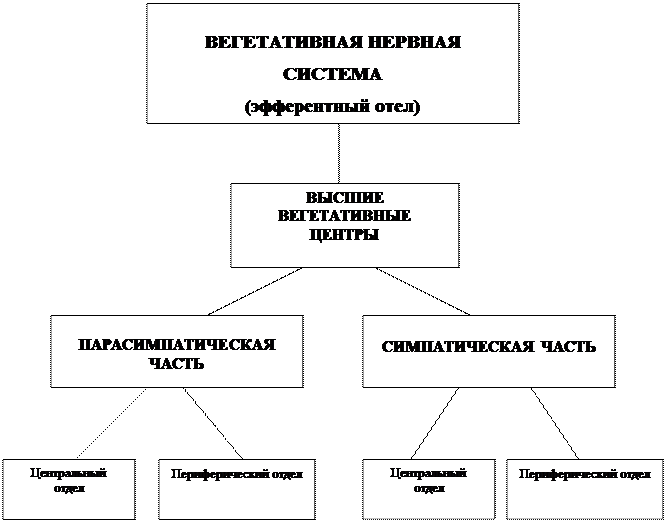 Классификация вегетативной. Классификация автономной нервной системы. Вегетативная НС классификация. Классификация вегетативной нервной системы. Схему классификации вегетативной нервной системы.