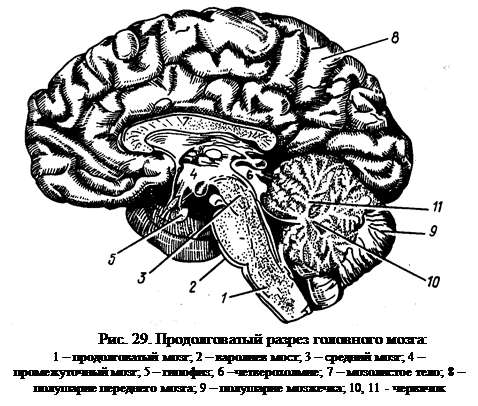 Отросток мозга 4. Сагиттальный разрез головного мозга анатомия. Поперечный срез головного мозга. Поперечный разрез головного мозга. Поперечный разрез головного мозга рисунок.