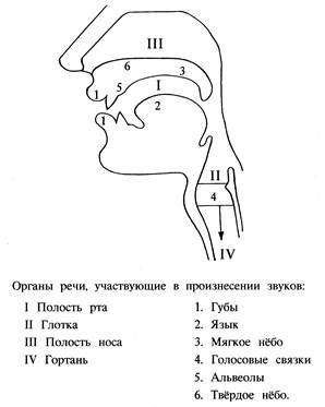 7 странных вопросов о нашем теле - ЯПлакалъ